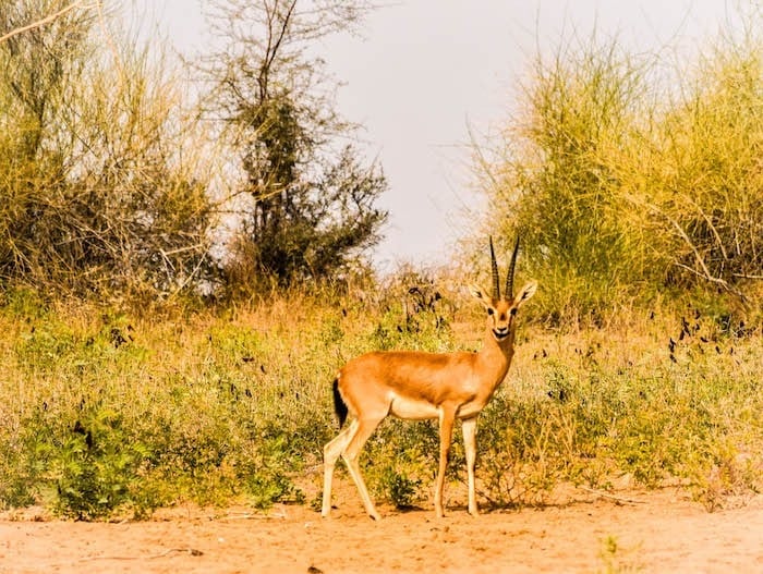 wild life of thar desert in Rajasthan