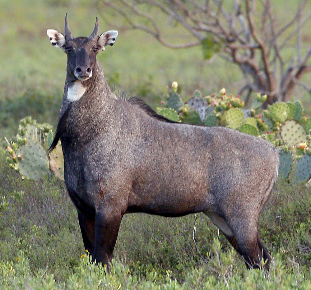 thar desert wild life