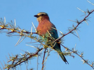 indian roller, bird watching rajasthan