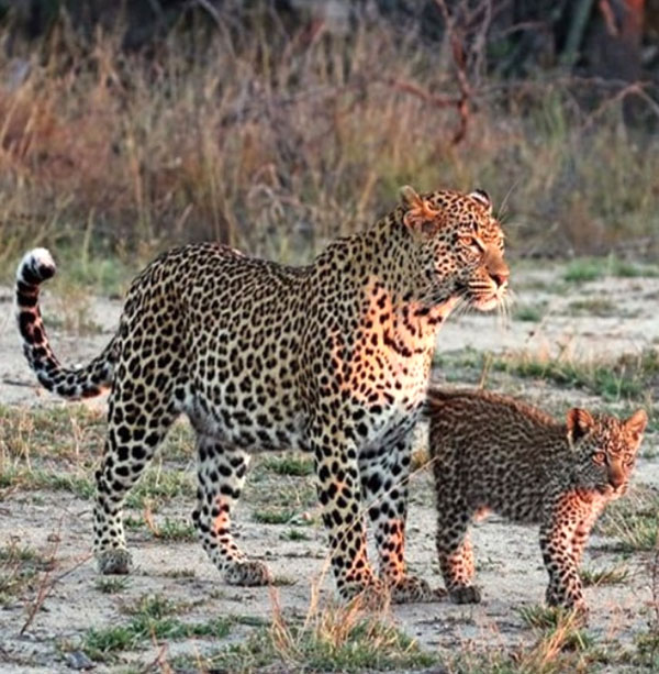 Jawai leopard safari