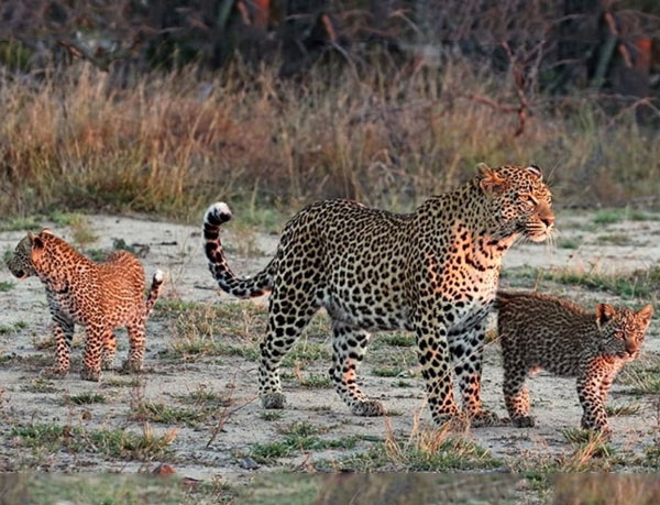 leopard safari in udaipur