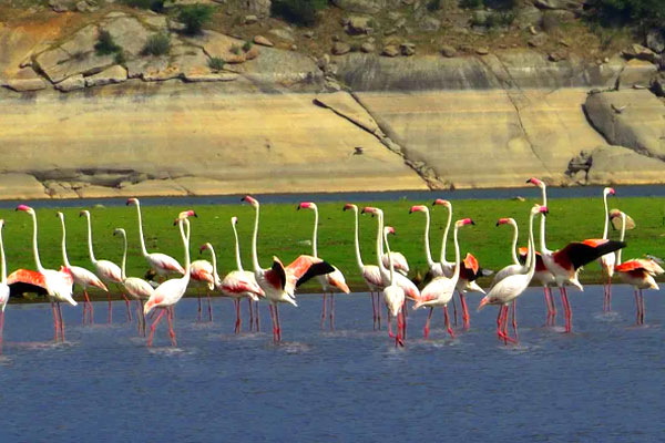 bird watching at jawai Bandh