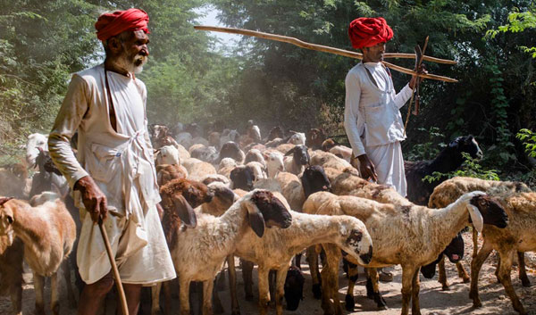 Farm life and village life near Jawai bandh