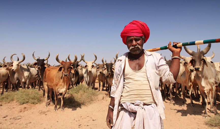 jawai-rural-life