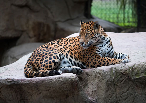 jawai-leopards-hills