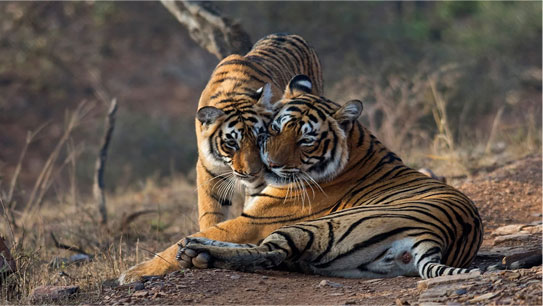 tiger-safari-india