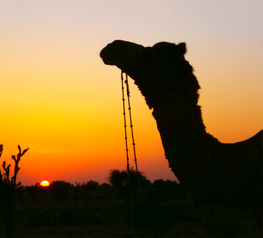 desert safari tourism in india